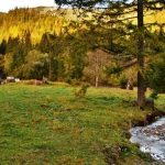 Wybierz toaletę dla Tatrzańskiego Parku Narodowego