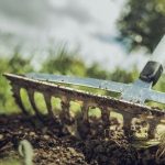 ABC zakładania trawnika w sierpniu